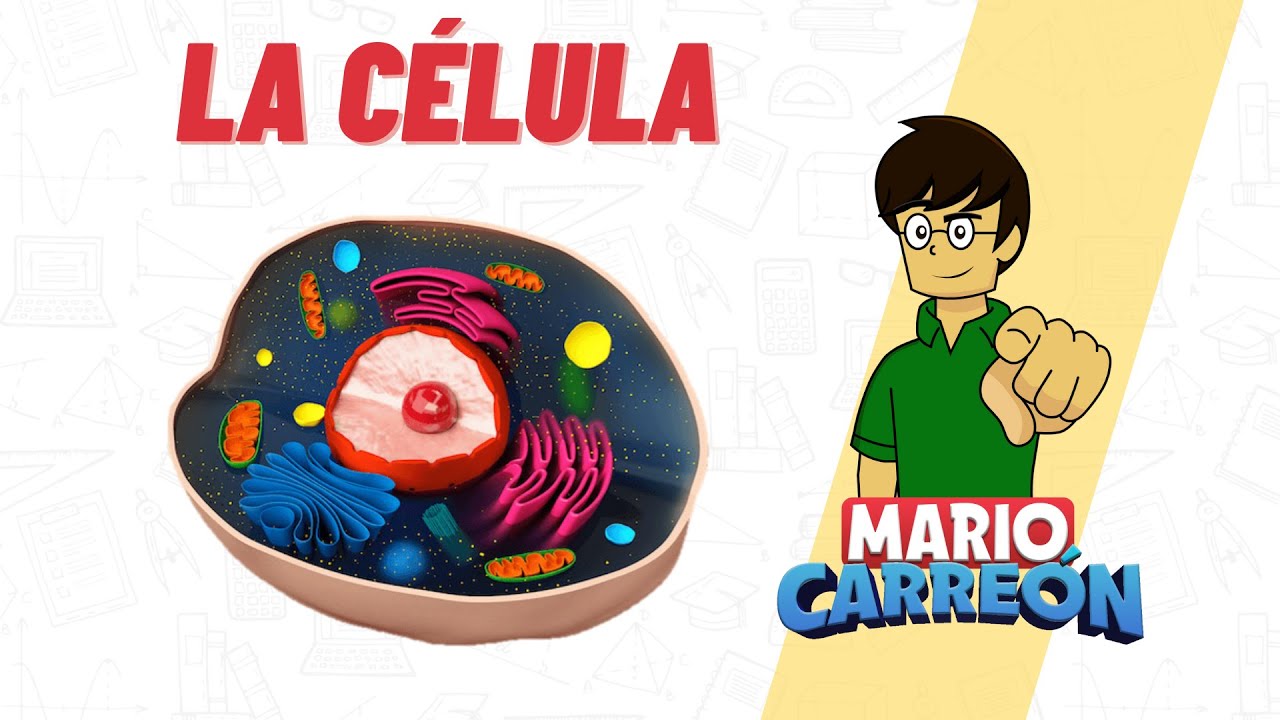 relaciona el componente celular con su función