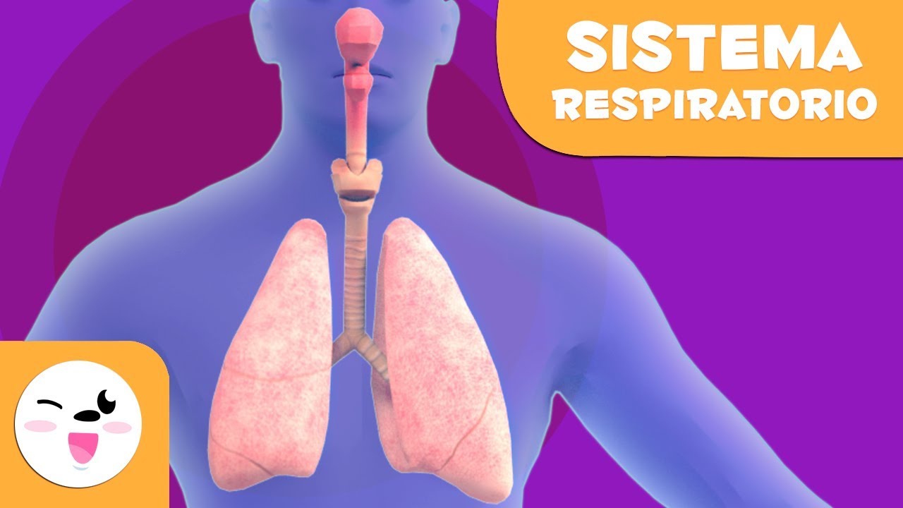 sistema respiratorio 3d con nombres