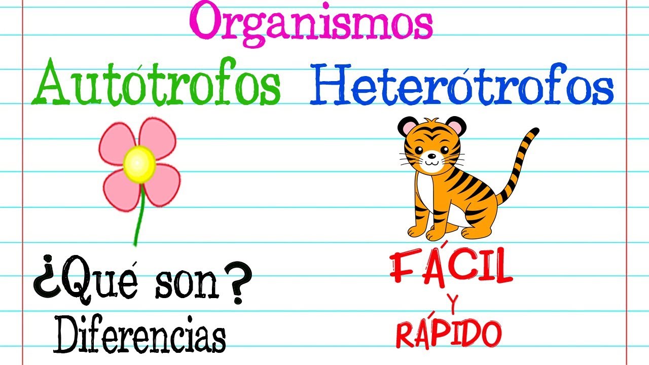 son organismos autótrofos son la base en las redes tróficas