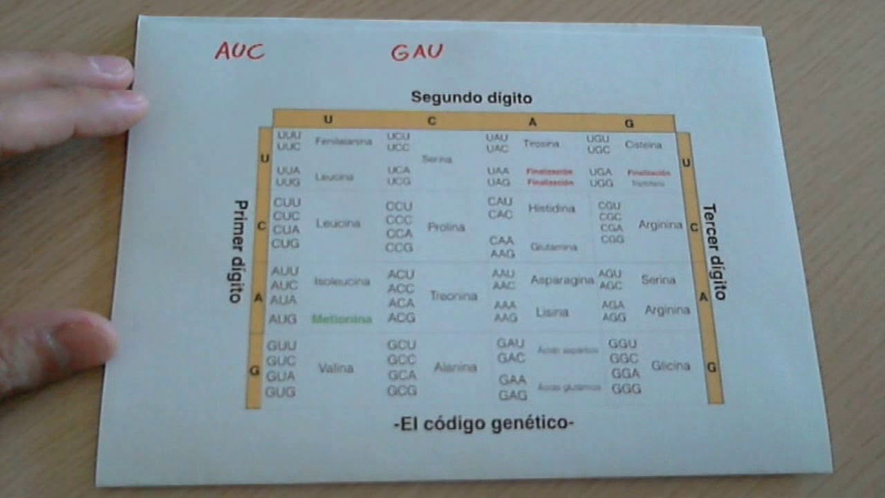 tabla de codificacion de aminoacidos