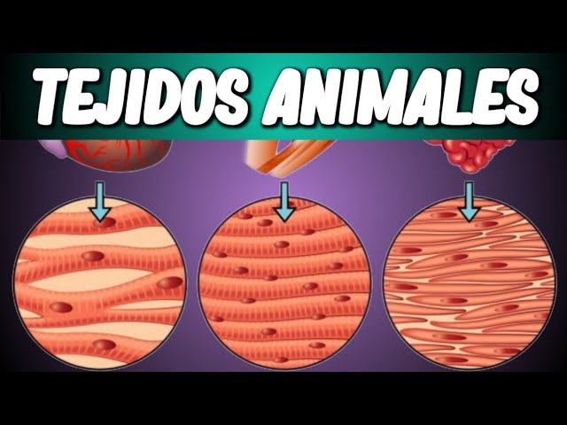 tejido animal que ayuda al movimiento
