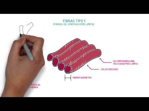 tipos de fibras musculares esqueléticas