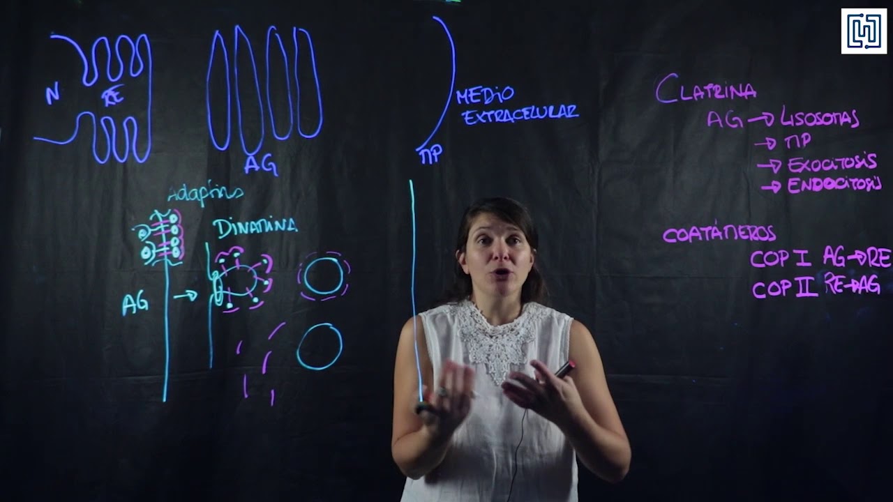 transporte vesicular aparato de golgi
