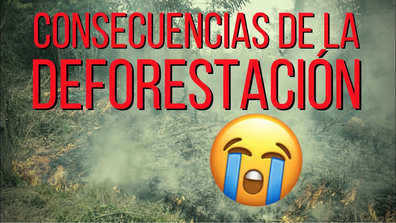 tres ideas mas importantes sobre la deforestación