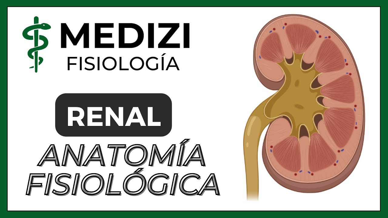 anatomia y fisiologia de los riñones
