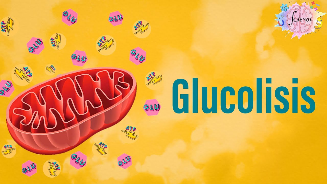 aspectos generales de la glucólisis