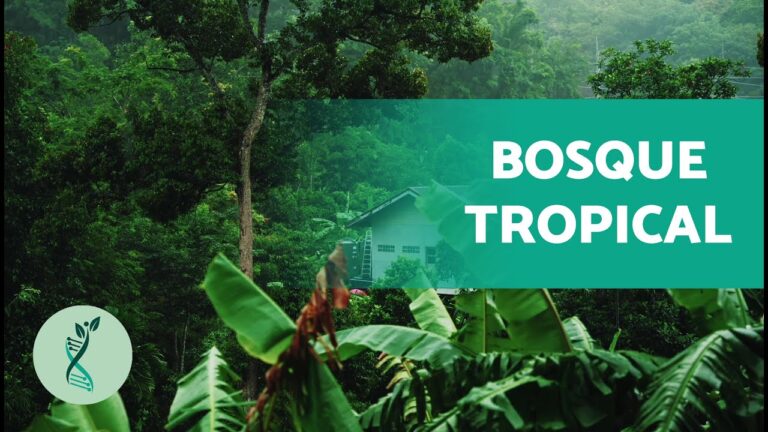 Descubre el Bosque Tropical: Clima, Flora y Fauna Asombrosos - Biología