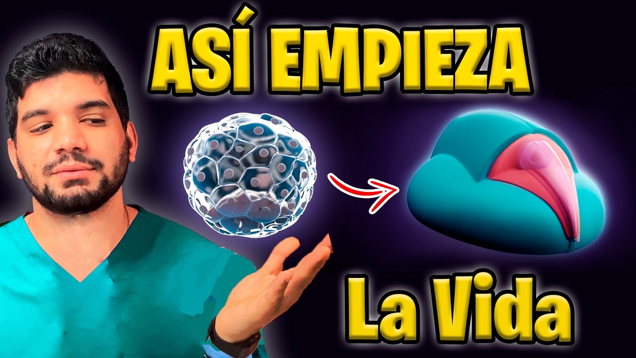 capas embrionarias ectodermo mesodermo endodermo