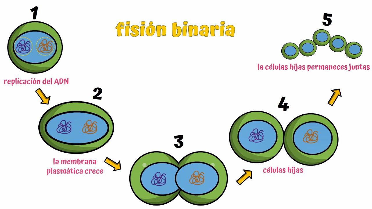 características de la fisión binaria