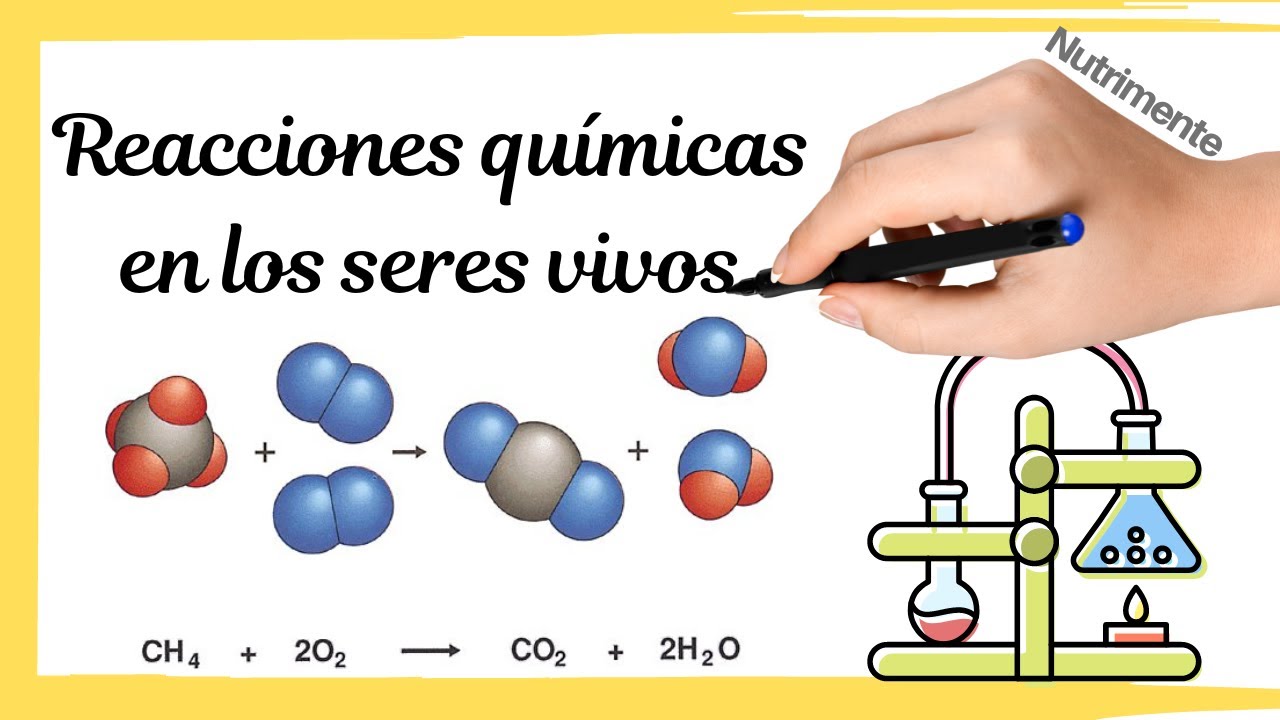 caracteristicas de las reacciones quimicas en los seres vivos