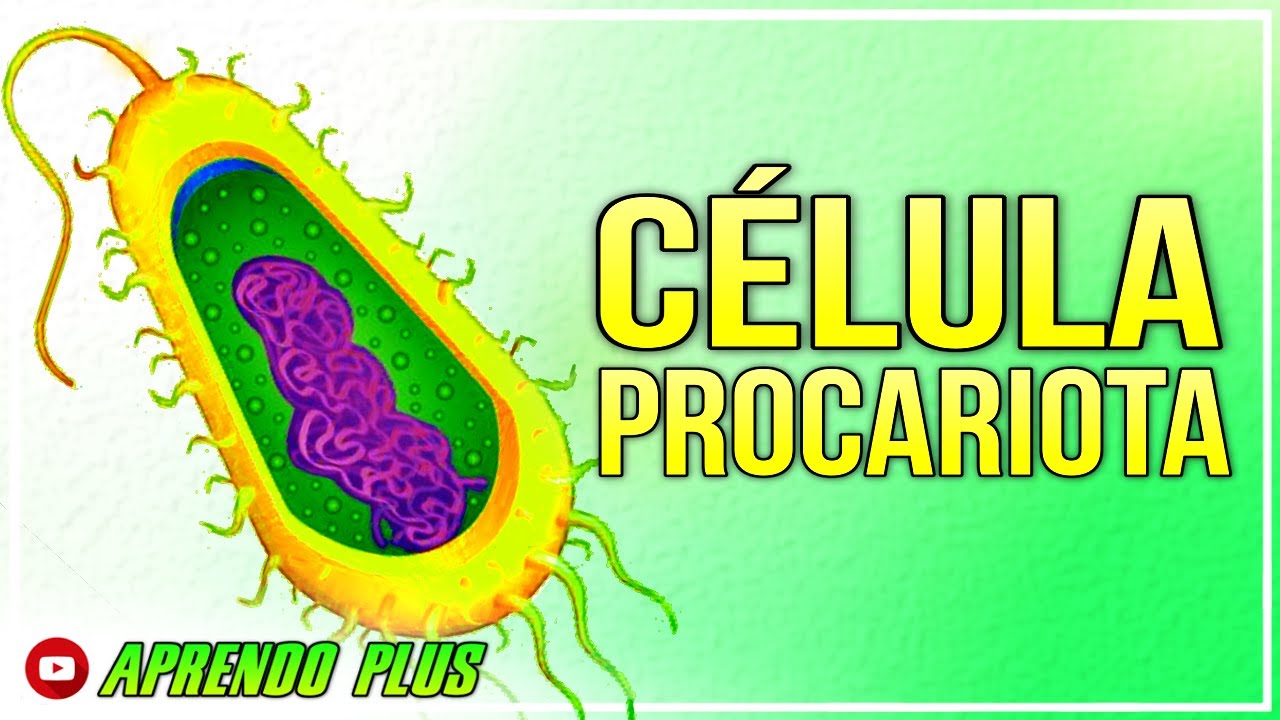 celula procariota y sus partes para dibujar