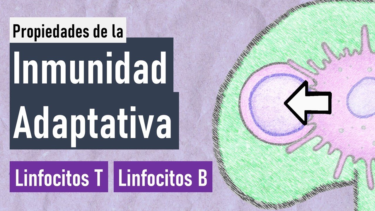 celulas del sistema inmune adaptativo
