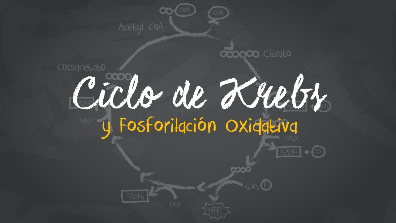 ciclo de krebs y fosforilacion oxidativa