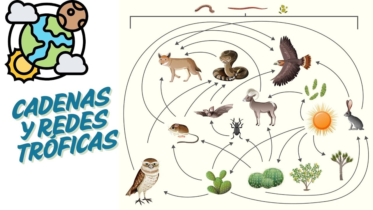 cómo afecta el cambio climático a las redes tróficas