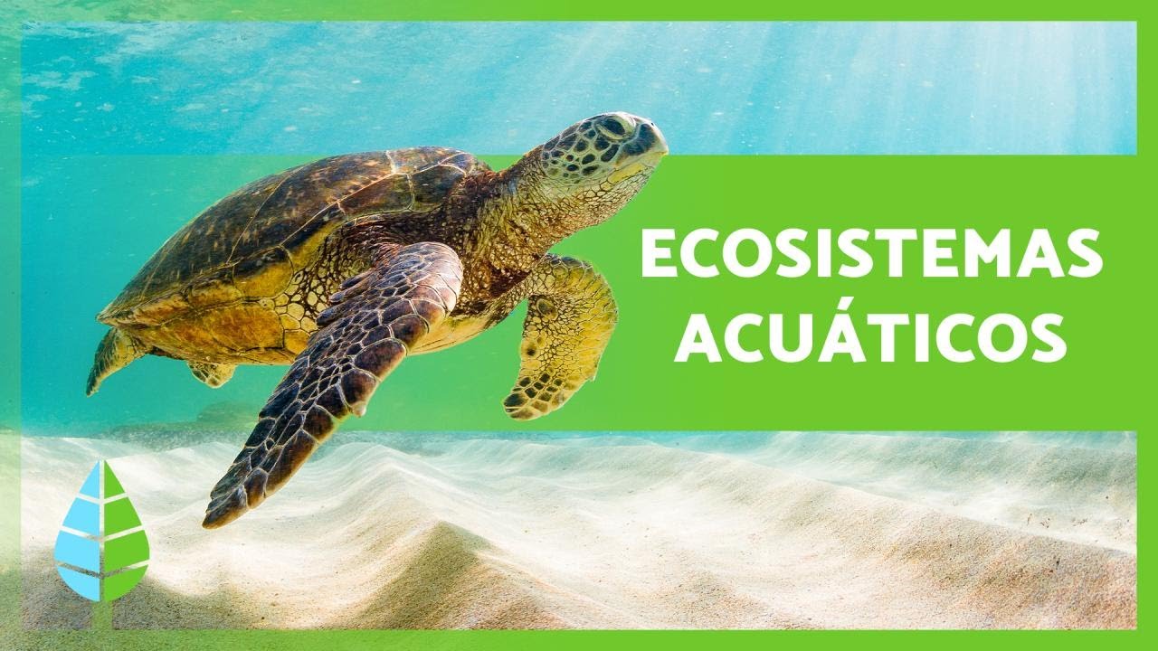 como se clasifican los ecosistemas acuaticos