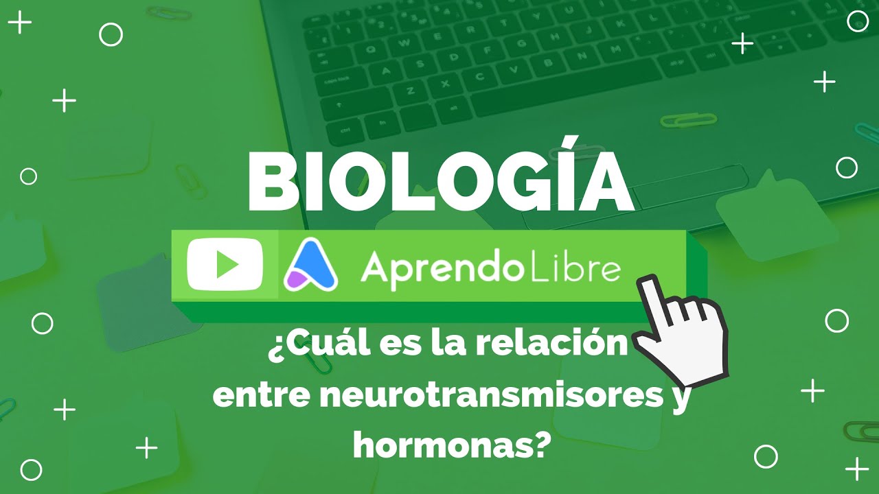 como se relacionan los neurotransmisores y las hormonas