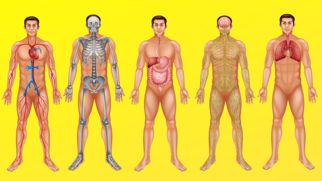 componentes del cuerpo humano y su funcionamiento