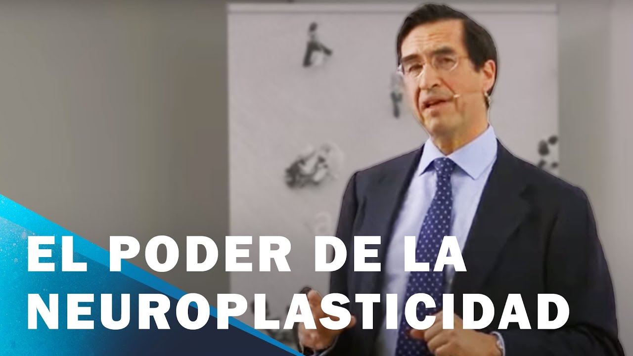 conexiones neuronales en el cerebro