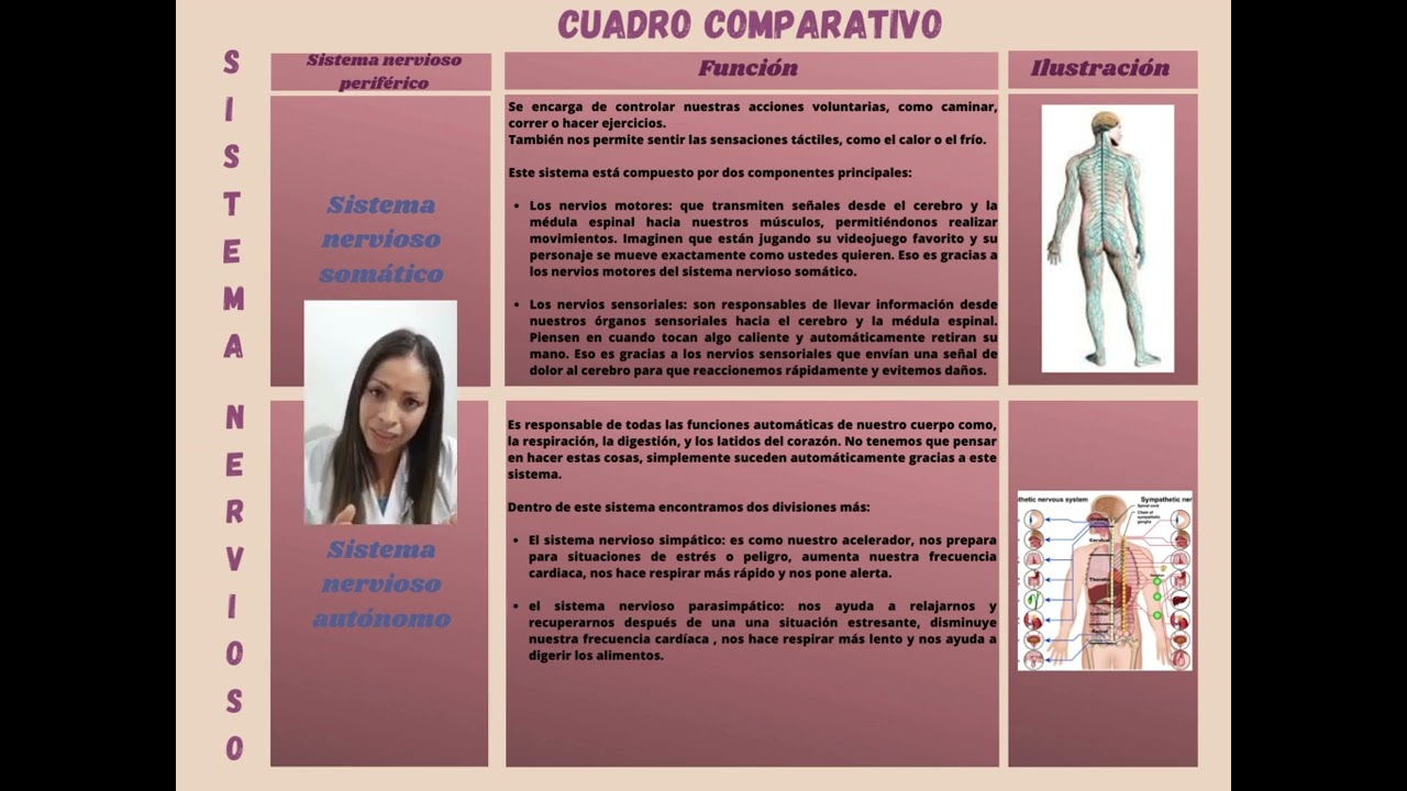 cuadro comparativo de los neurotransmisores