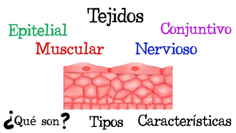 Tipos De Tejidos Del Cuerpo Humano ecobiologia.com