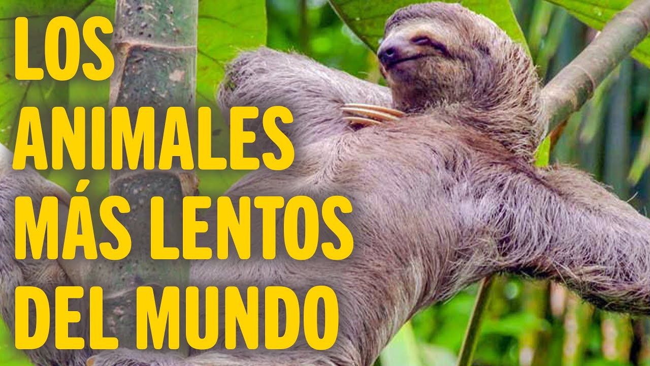 cual es el animal más lento del mundo