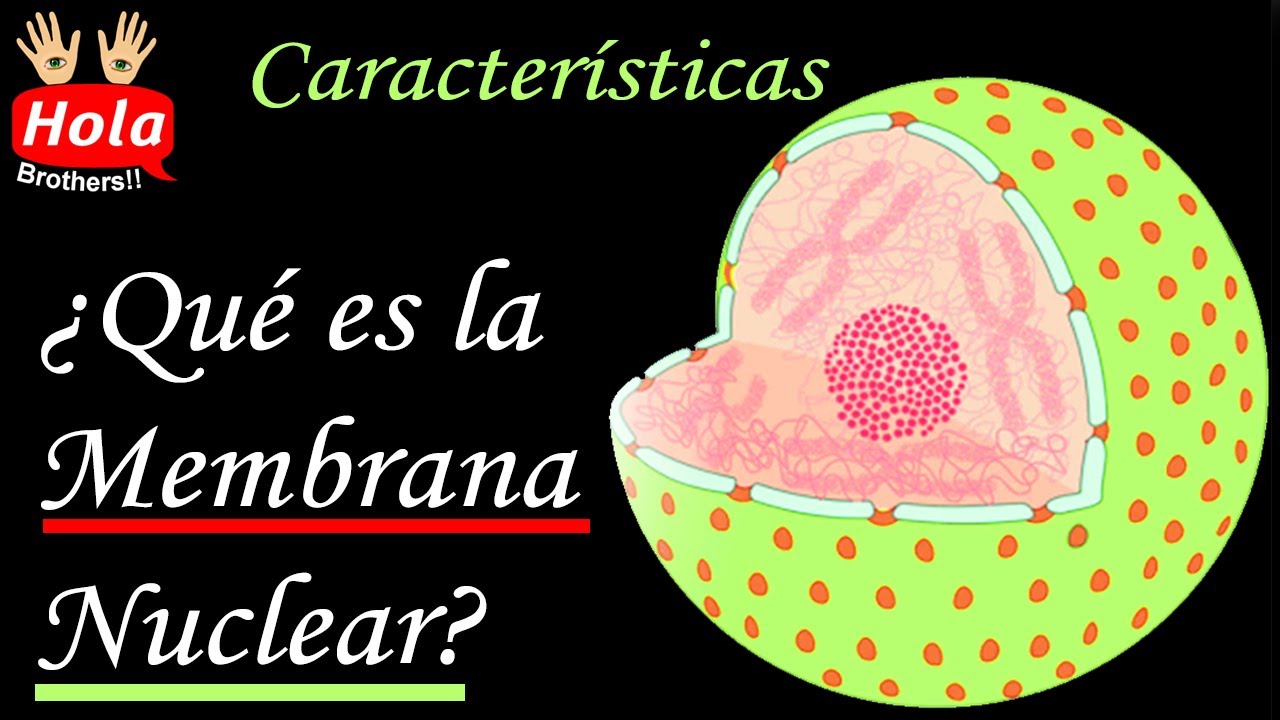 cuál es la función de la membrana nuclear