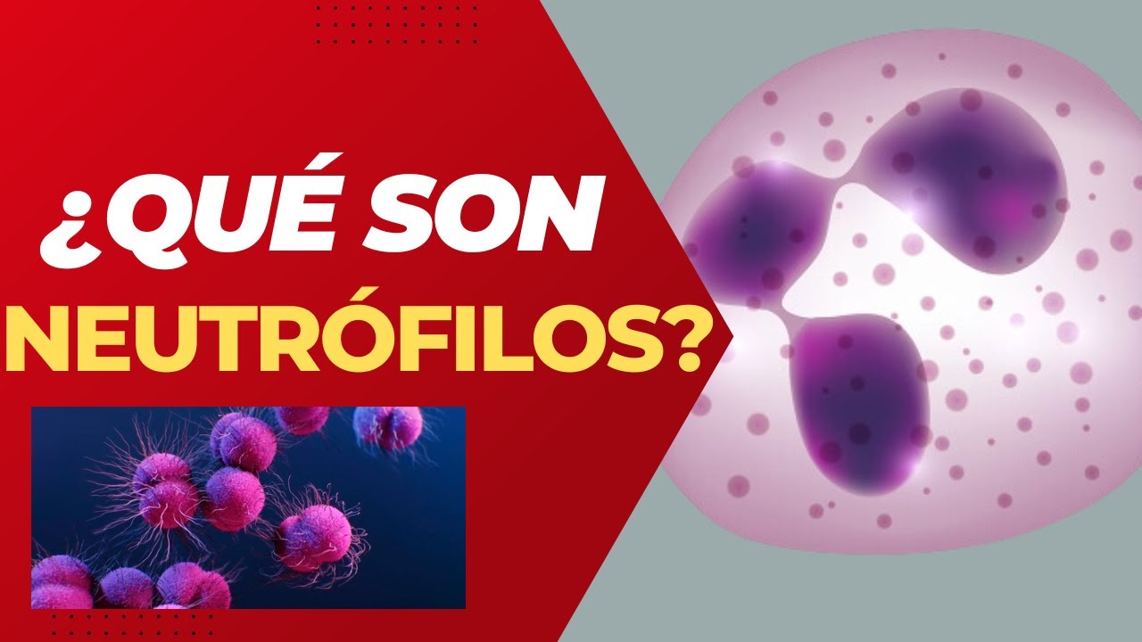 cuál es la función de los neutrófilos