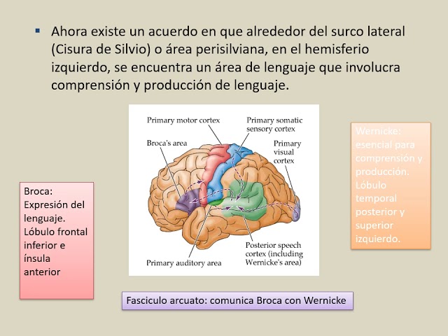 cuales son las funciones cerebrales superiores
