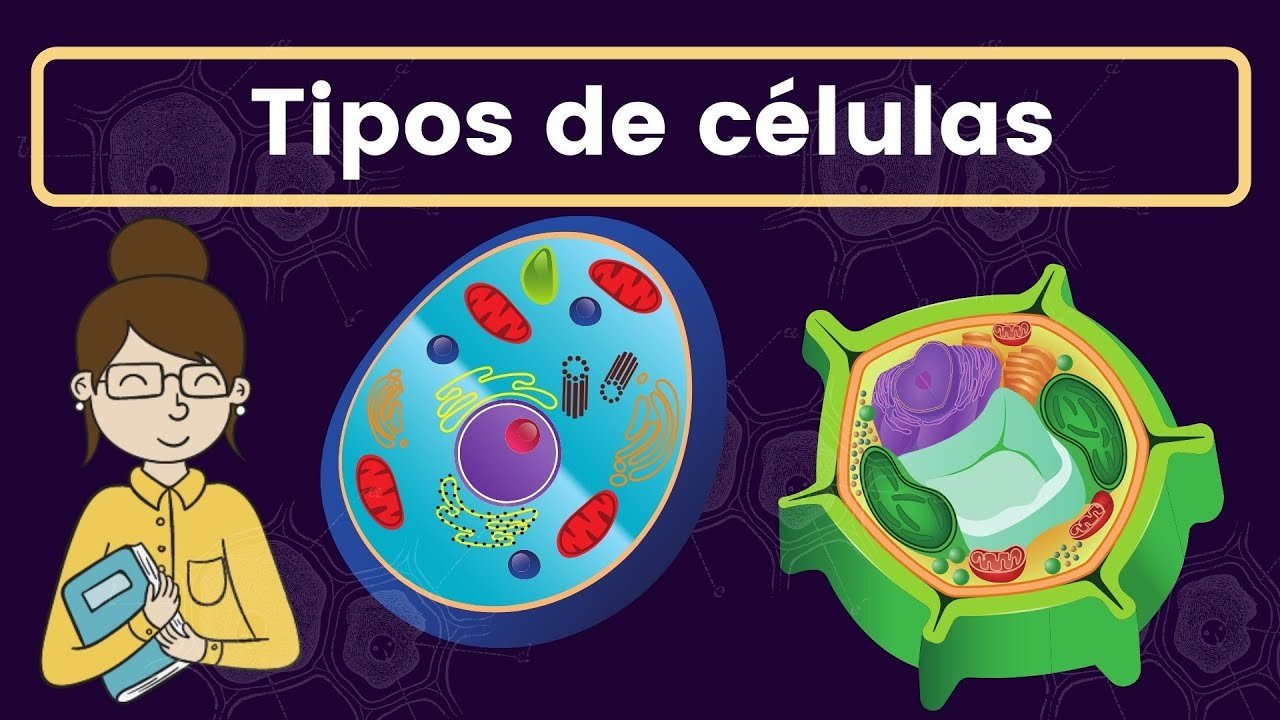 cuales son los dos tipos basicos de celulas en nuestro cuerpo