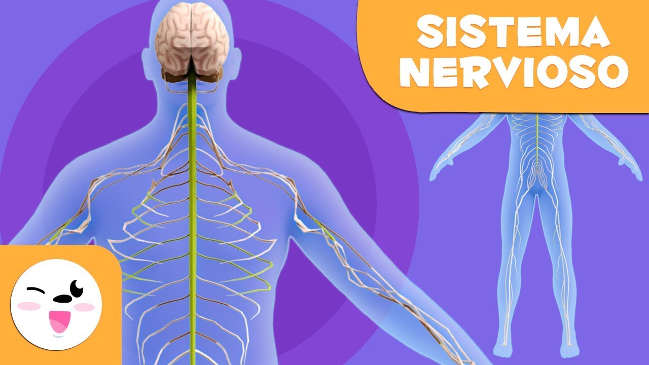 cuáles son los órganos más importantes del sistema nervioso
