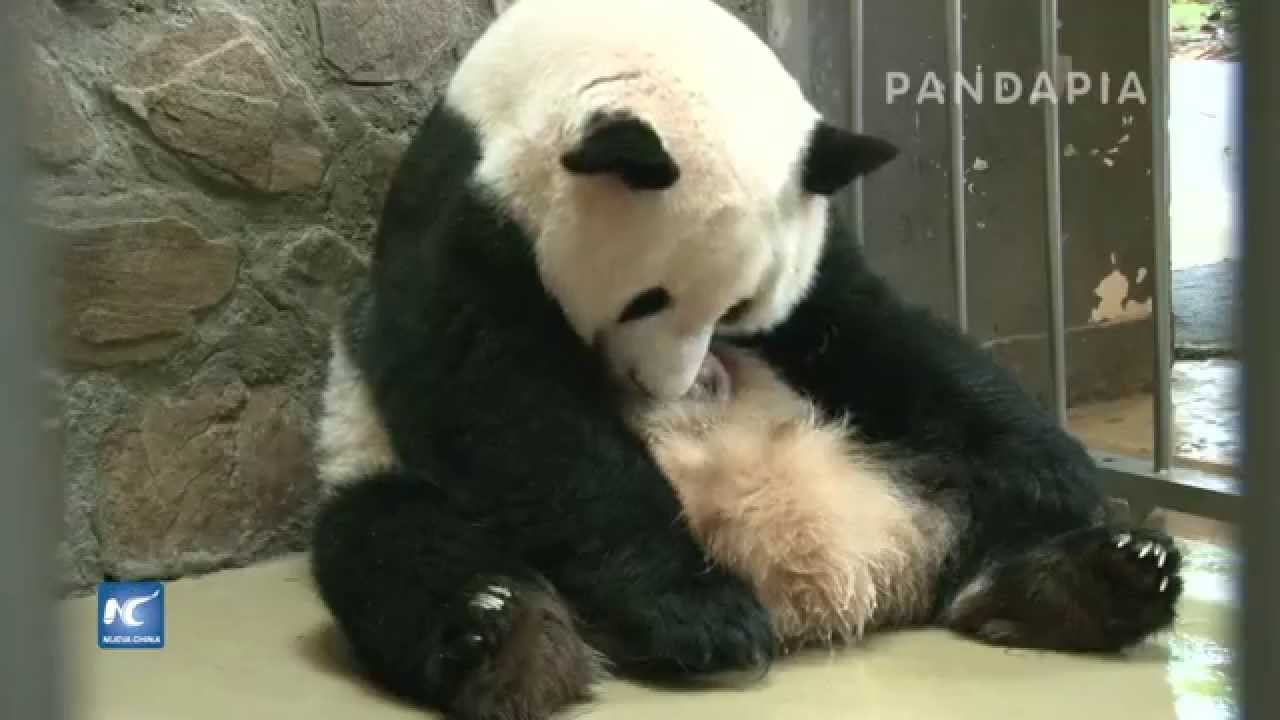 cuantas crias puede tener un oso panda