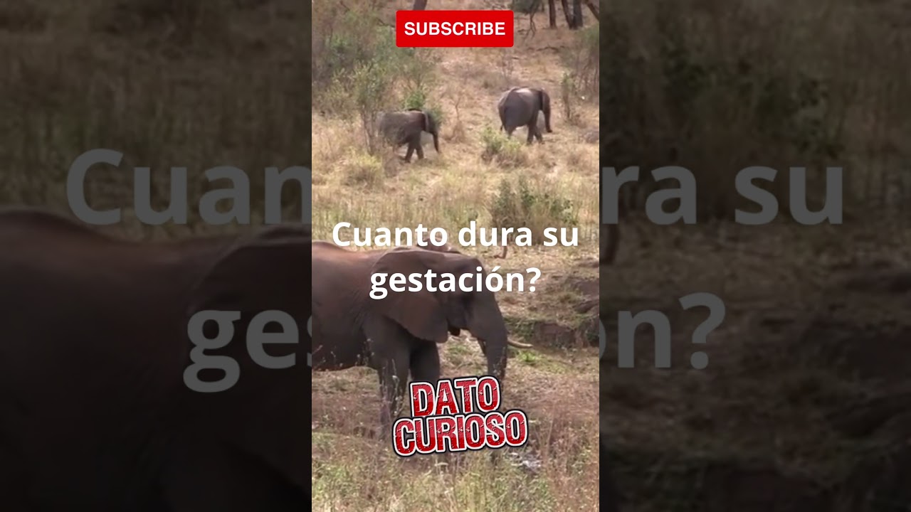cuanto tarda en dar a luz un elefante