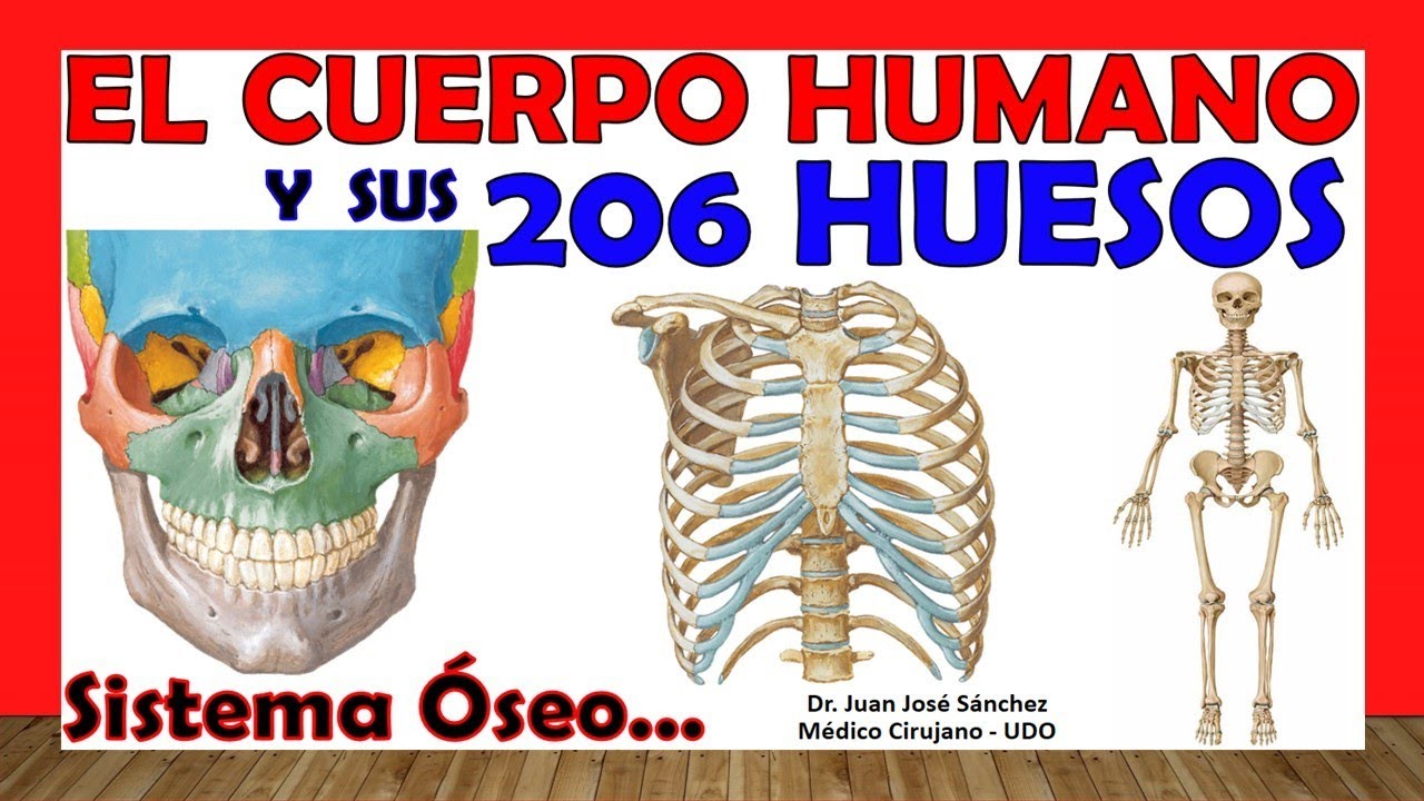 cuerpo humano completo con todas sus partes