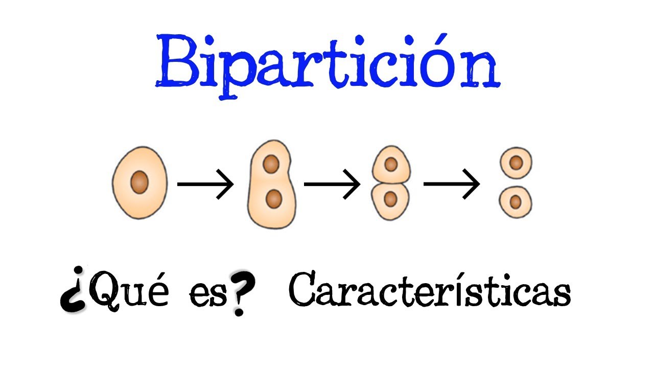 definicion de biparticion en biologia