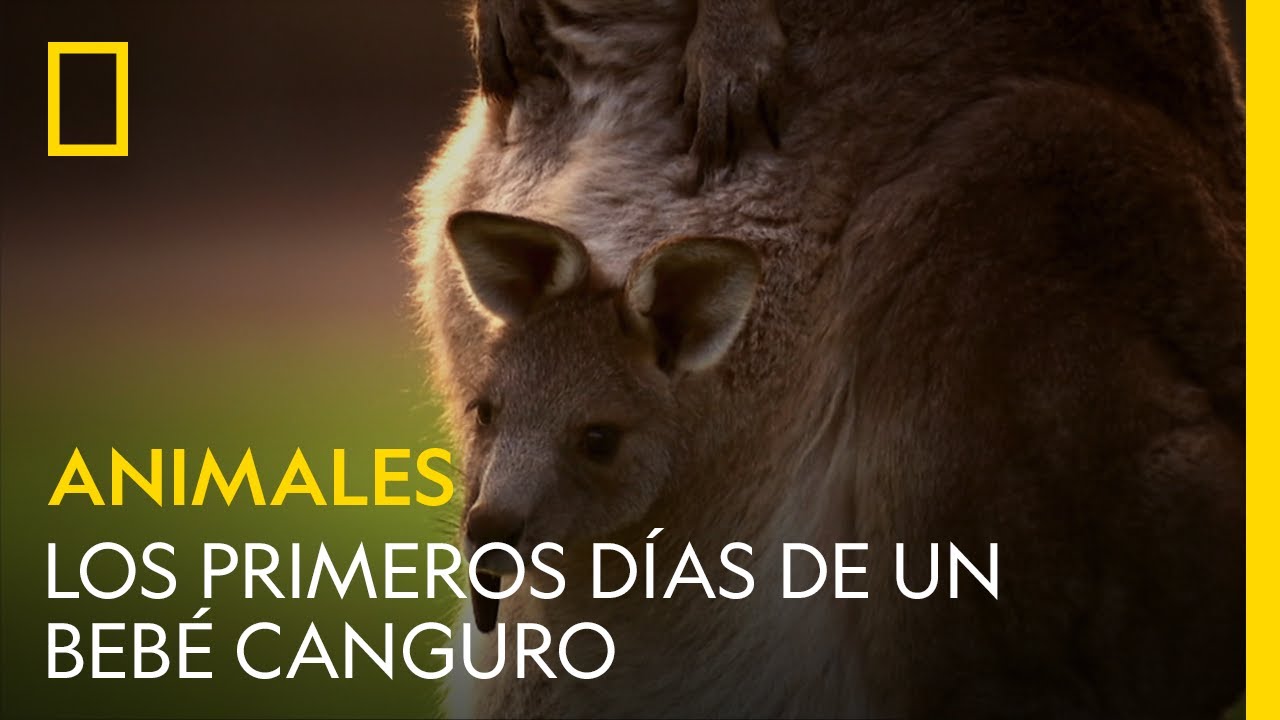 desarrollo embrionario del canguro