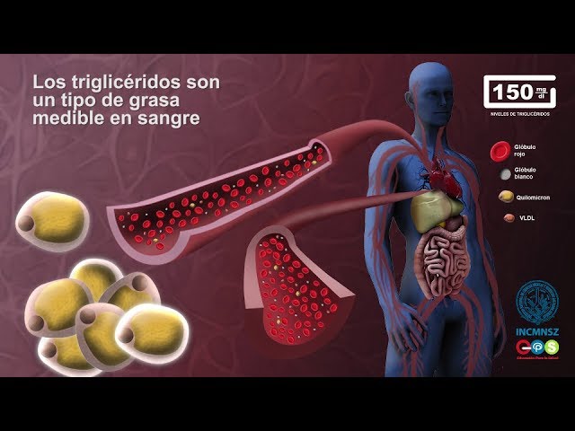 donde se almacenan los trigliceridos
