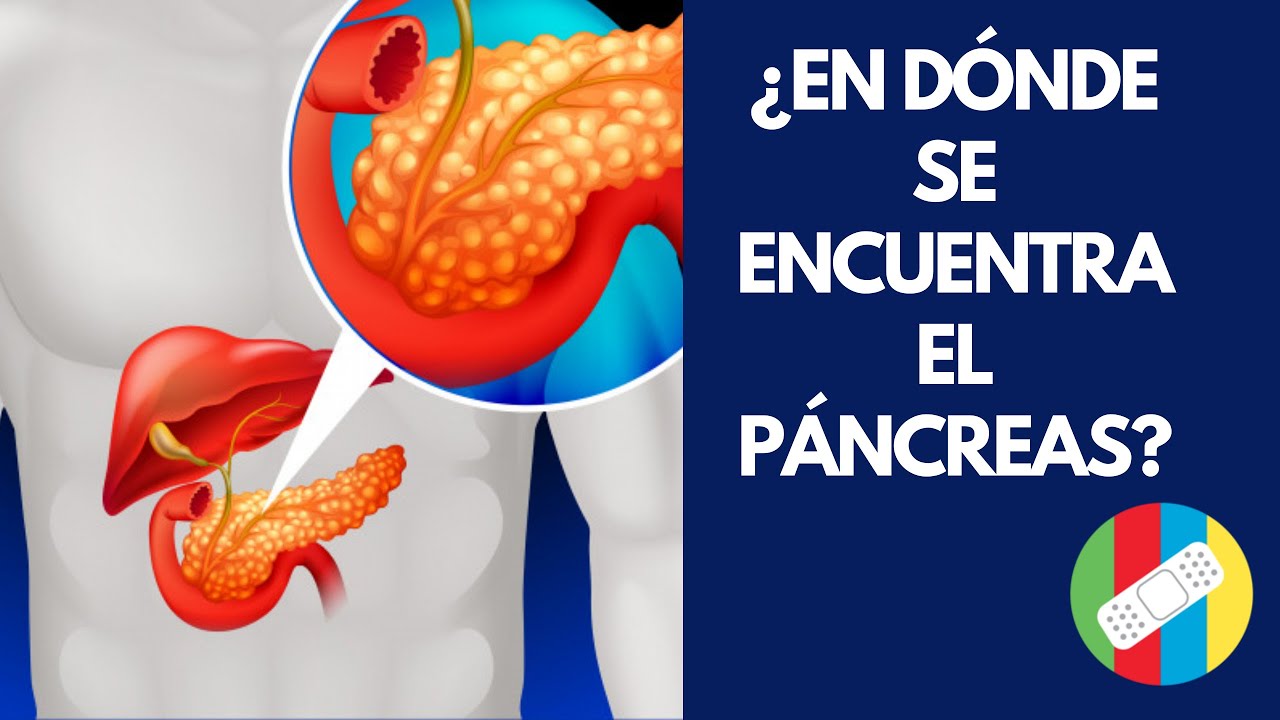 donde se ubica el páncreas en el cuerpo humano
