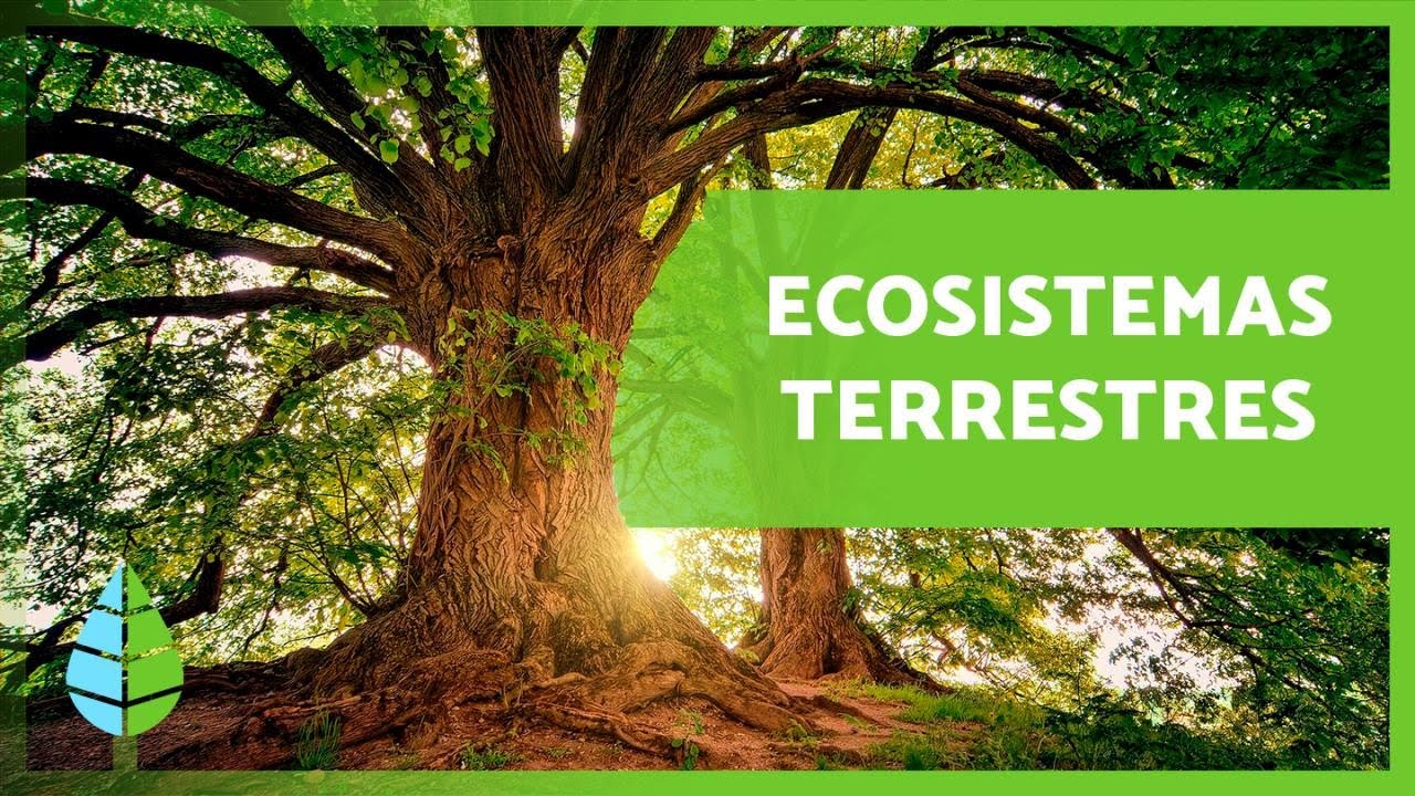 ejemplo de un ecosistema terrestre