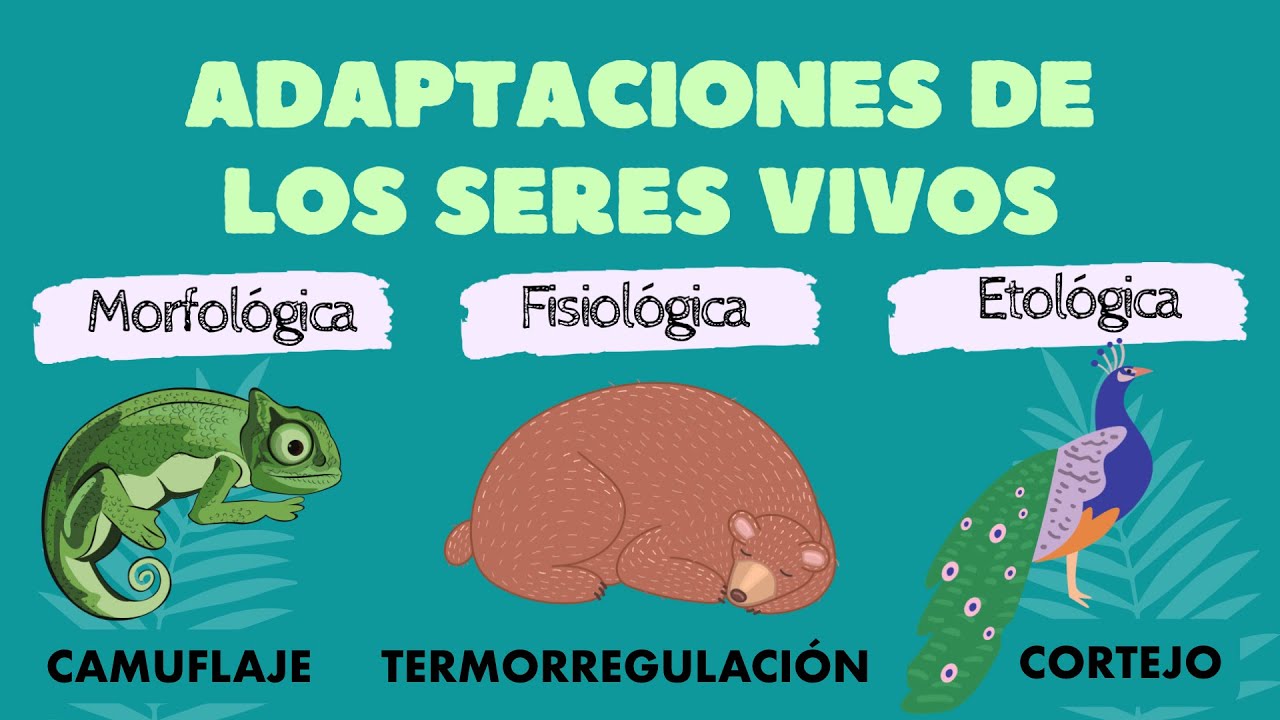 ejemplos de adaptaciones morfologicas de los seres vivos