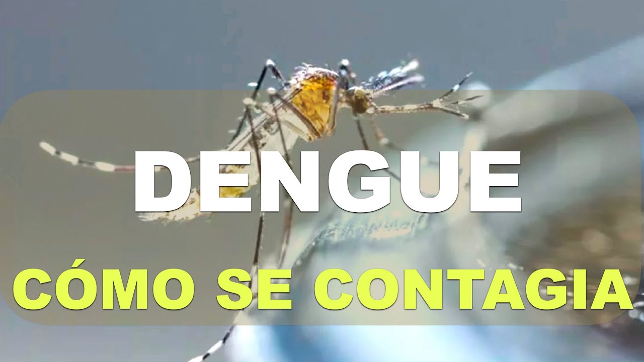 el zika es contagioso de persona a persona