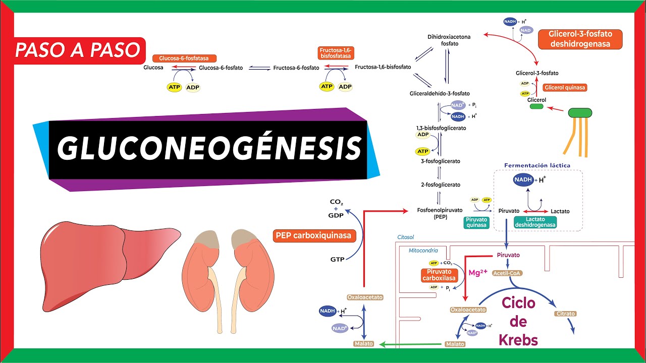 en que consiste la gluconeogénesis