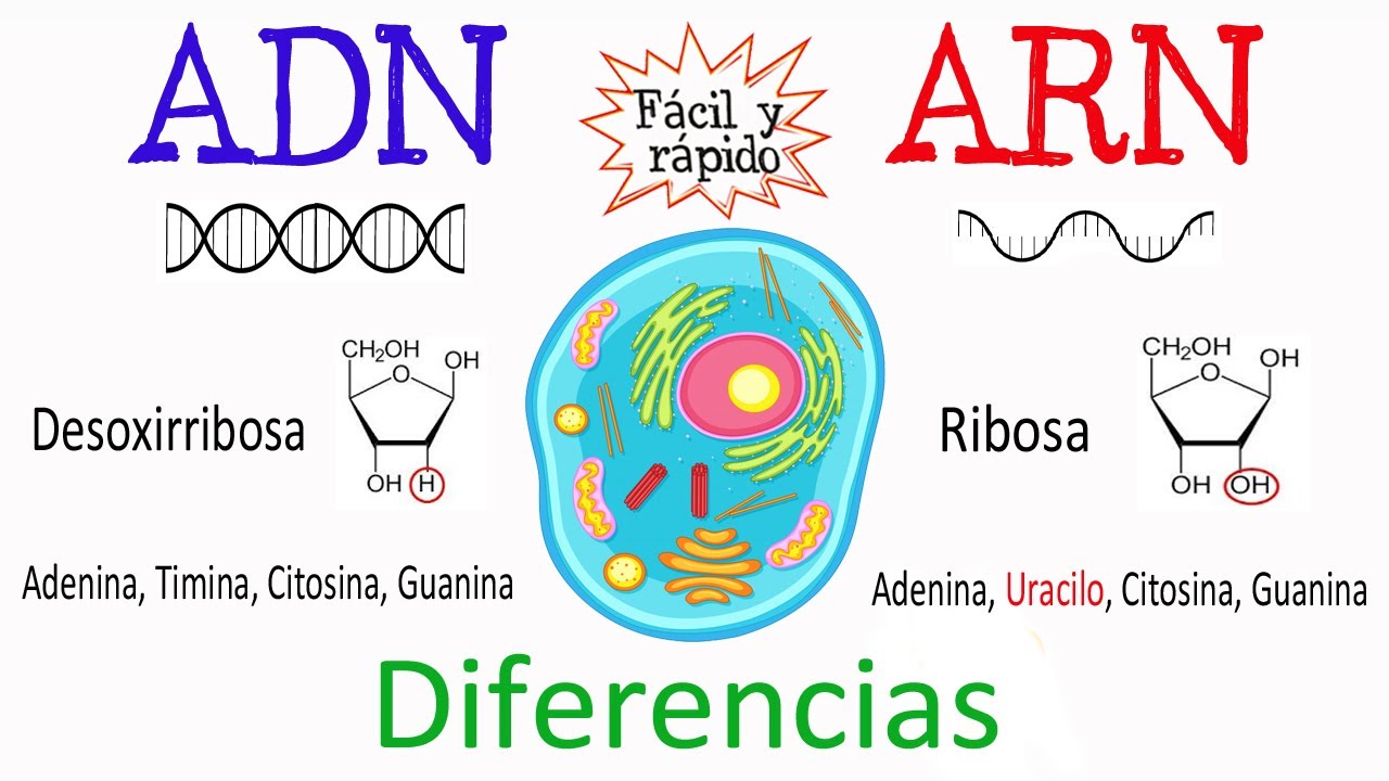 en que parte de la celula se encuentra el arn
