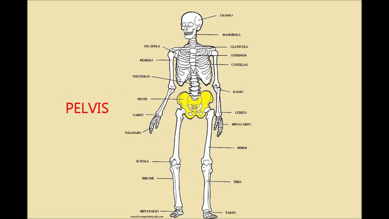 en su conjunto forman el armazon del cuerpo humano