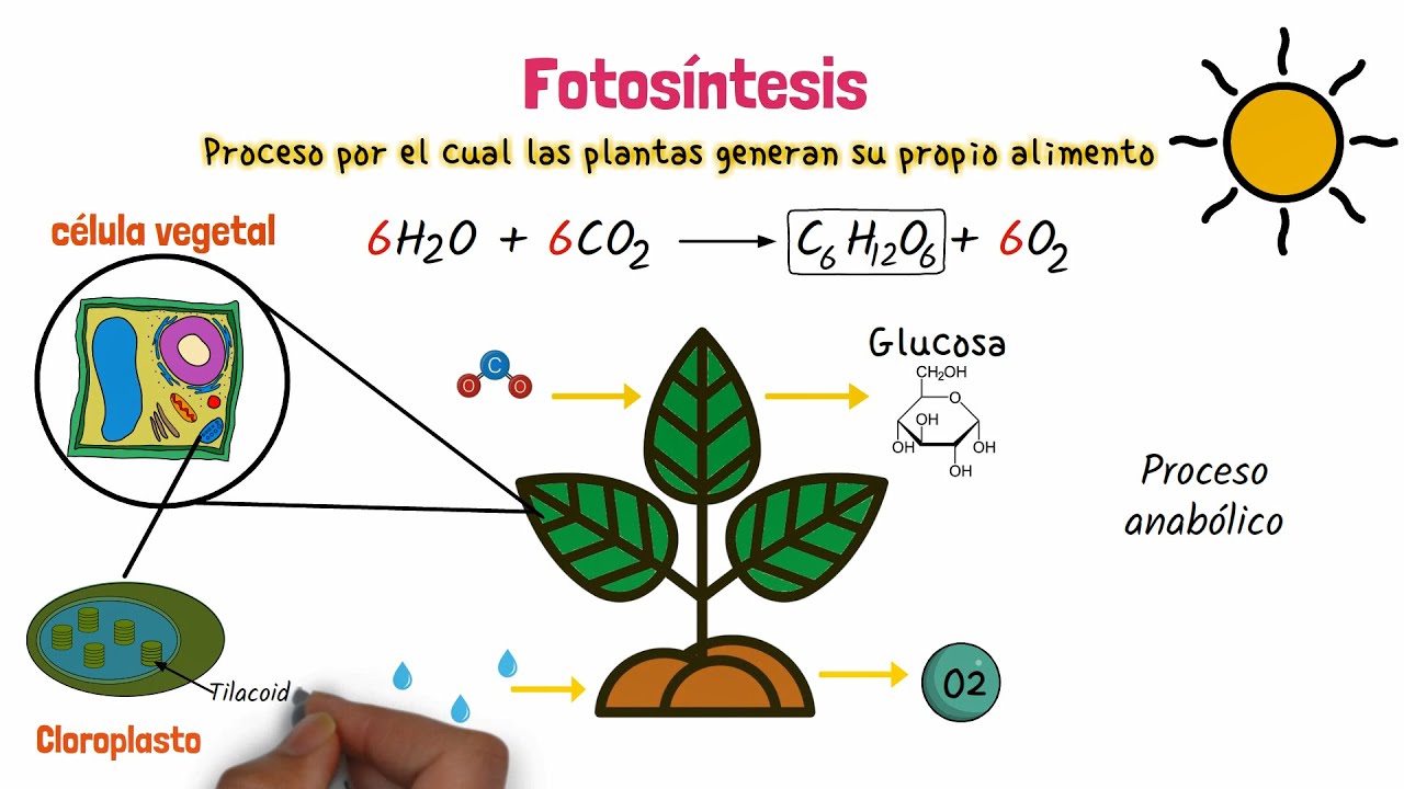 enzimas que intervienen en la fotosíntesis