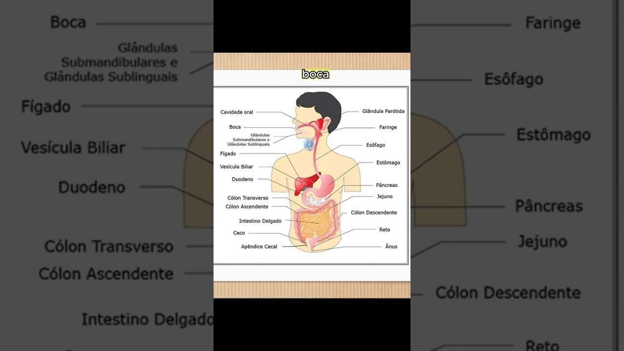 esquemas del aparato digestivo sin nombres