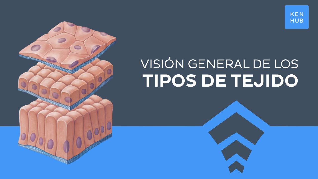 estructuras anatómicas que tienen distintas funciones pero la misma estructura.