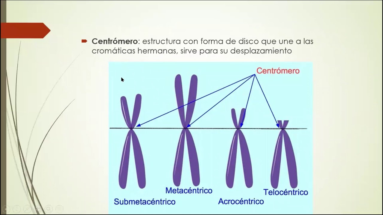 estructuras químicas y biológicas involucradas en la reproducción celular