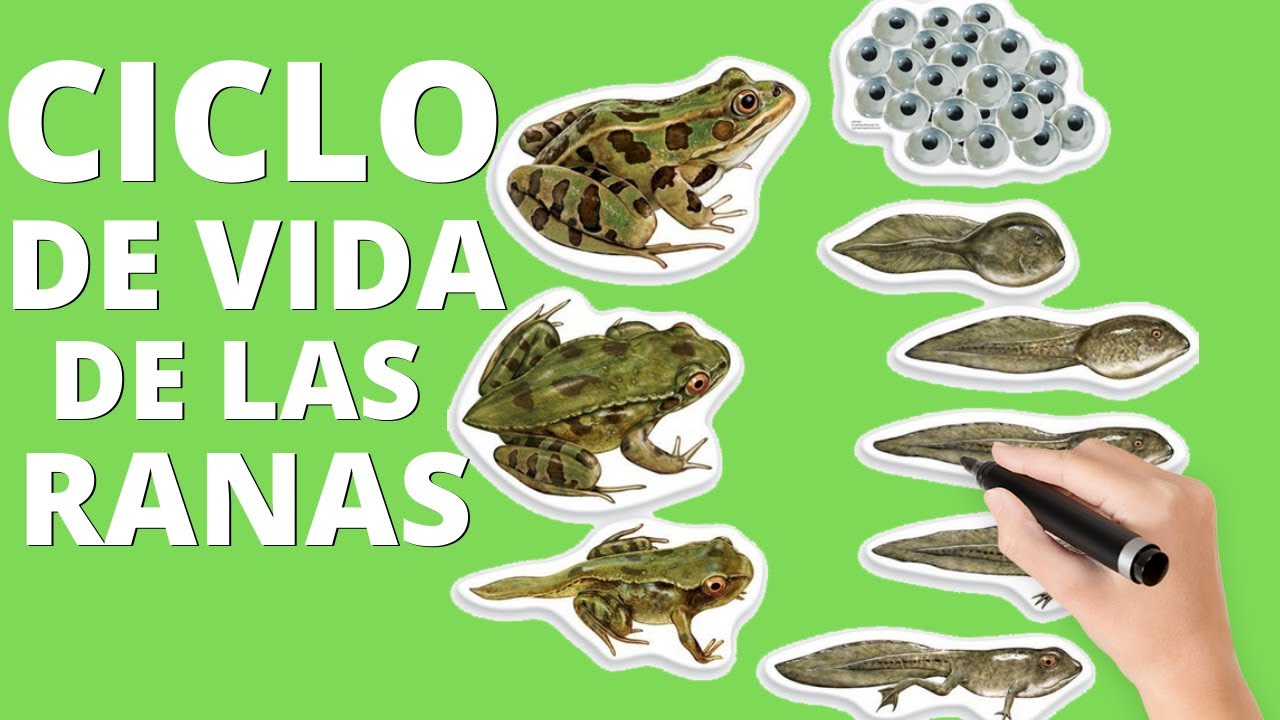 etapas del ciclo de la vida de la rana