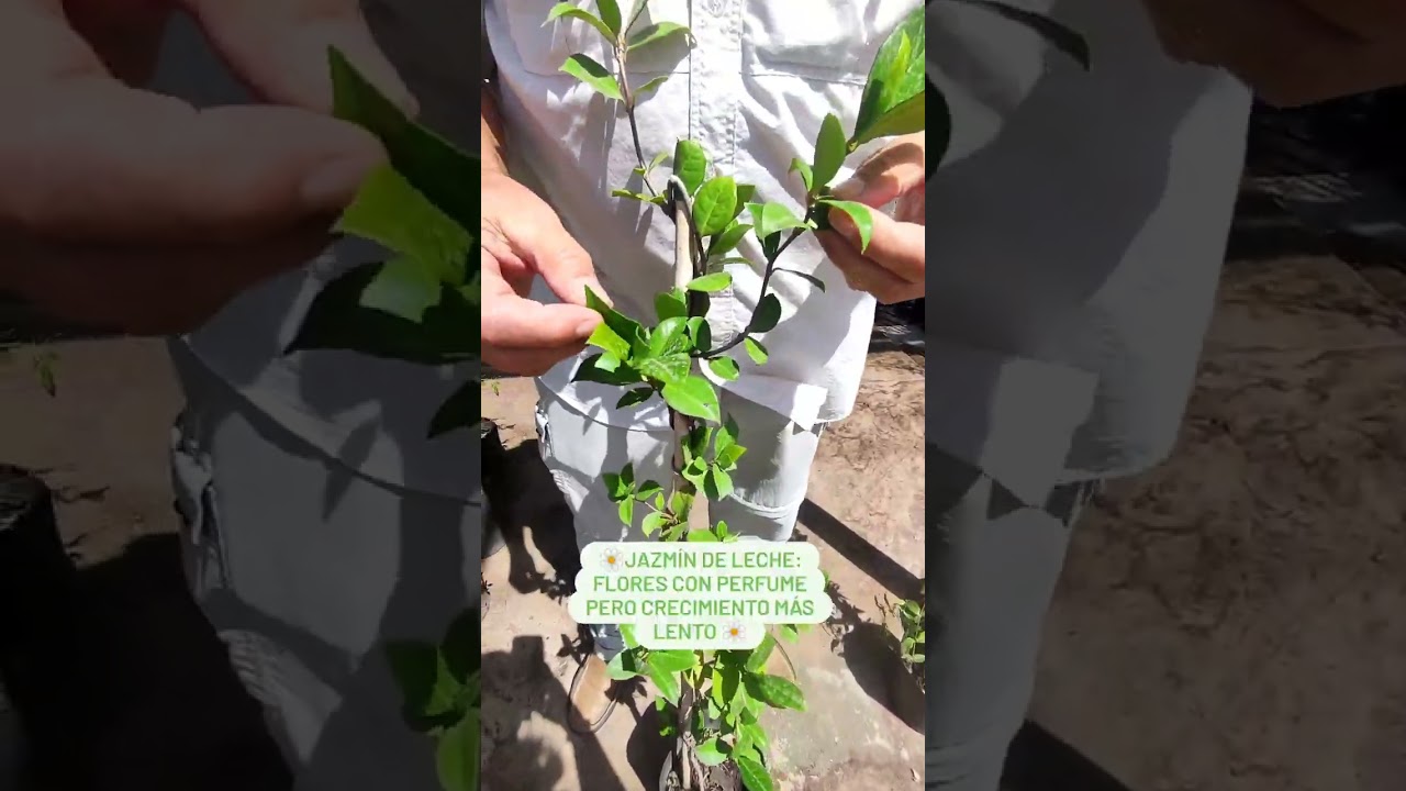 fruto en vaina y tallos trepadores