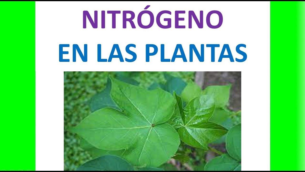funciones del nitrogeno en las plantas